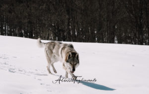 IWA Lupo web filigrana-78