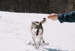 IWA Lupo web filigrana-83