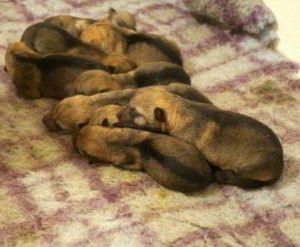 Cucciolata K Ezechielelupo