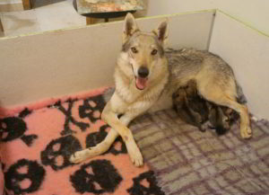 Cucciolata K Ezechielelupo