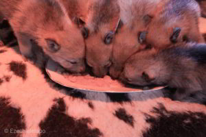 Cuccioli M Ezechielelupo