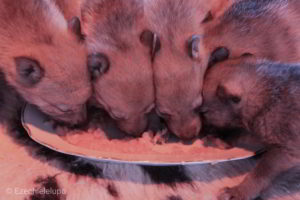 Cuccioli M Ezechielelupo