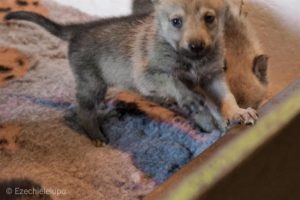 Cucciolo M Ezechielelupo