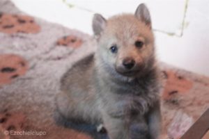 Cucciolo M Ezechielelupo