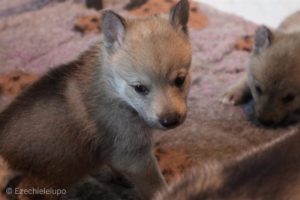 Cucciolo M Ezechielelupo