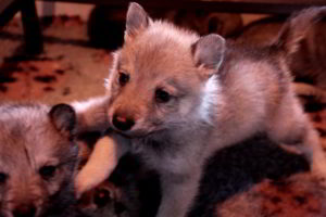 Cucciolo M Ezechielelupo