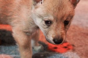 Cucciolo M Ezechielelupo