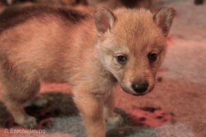 Cucciolo M Ezechielelupo