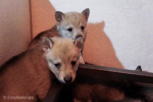 Cucciolo M Ezechielelupo