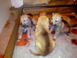 Cuccioli "M" Ezechielelupo