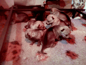 Cuccioli "M" Ezechielelupo