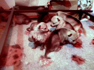 Cuccioli "M" Ezechielelupo