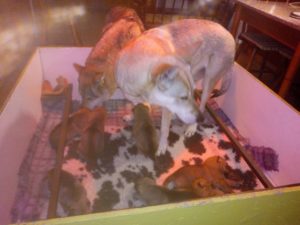 Cuccioli "M" Ezechielelupo