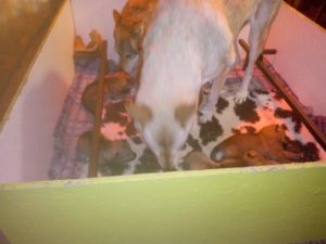 Cuccioli "M" Ezechielelupo