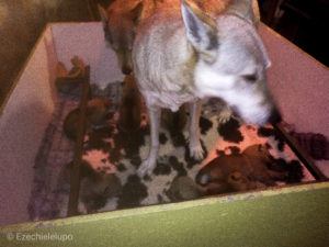 Cuccioli "M" Ezechielelupo