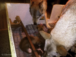 Cuccioli "M" Ezechielelupo