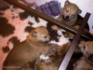 Cuccioli "M" Ezechielelupo