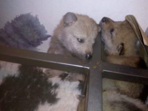 Cuccioli "M" Ezechielelupo