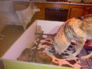 Cuccioli "M" Ezechielelupo