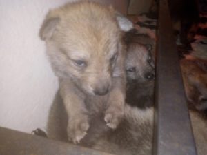 Cuccioli "M" Ezechielelupo