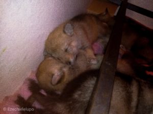 Cuccioli "M" Ezechielelupo