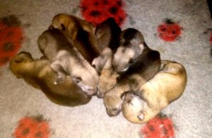 Cuccioli "M" Ezechielelupo