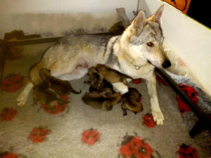 Cuccioli "M" Ezechielelupo