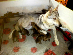 Cuccioli "M" Ezechielelupo