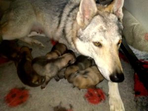 Cuccioli "M" Ezechielelupo