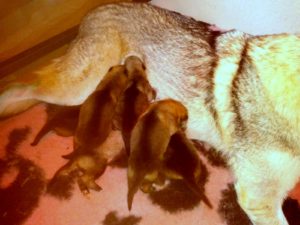 Cuccioli "M" Ezechielelupo