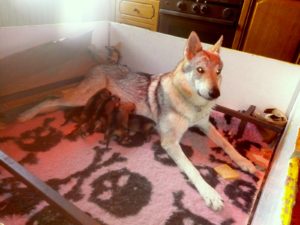 Cuccioli "M" Ezechielelupo