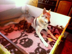 Cuccioli "M" Ezechielelupo