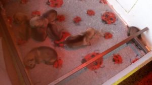 Cuccioli "M" Ezechielelupo