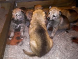 Cuccioli "M" Ezechielelupo