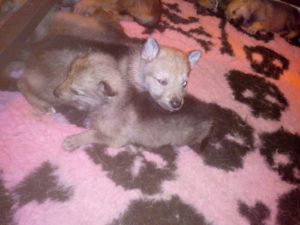 Cuccioli "M" Ezechielelupo