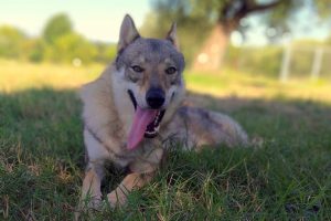 Knock On Wood Ezechielelupo