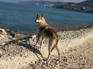 Kartika Ezechielelupo