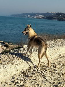 Kartika Ezechielelupo