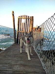 Kartika Ezechielelupo