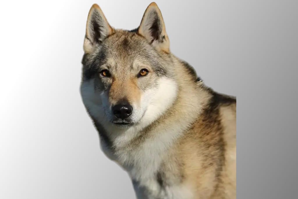 Vlknijus Wolf